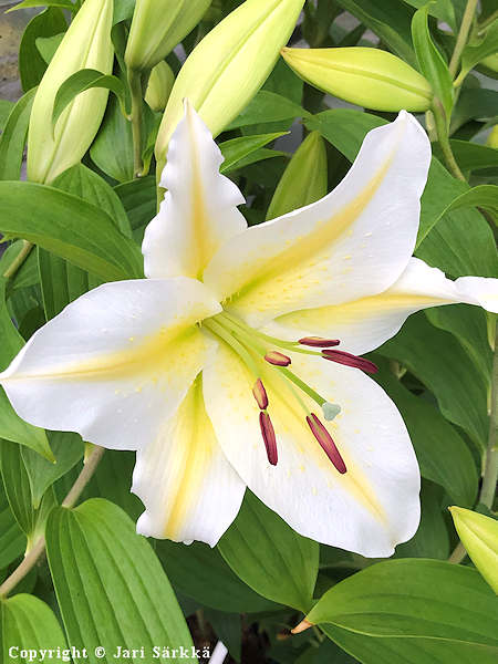 Lilium Orient-Ryhm� 'Aubade', id�nlilja